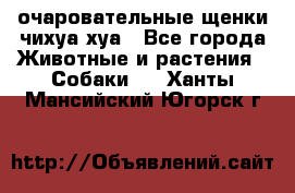 очаровательные щенки чихуа-хуа - Все города Животные и растения » Собаки   . Ханты-Мансийский,Югорск г.